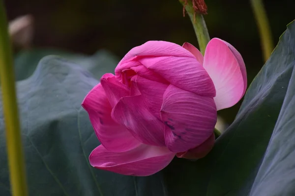 Термальная Водяная Лилия Ванн Феликса Имеет Розовые Цветы Является Уникальным — стоковое фото