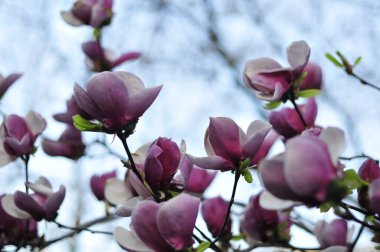 Magnolia eski bir cinstir. Arıların önünde beliren çiçeklerin böceklerin tozlaşmasını teşvik etmek için evrimleştiğine inanılır. Tozlaşan böceklerden zarar görmemek için manolyalar son derece serttir.