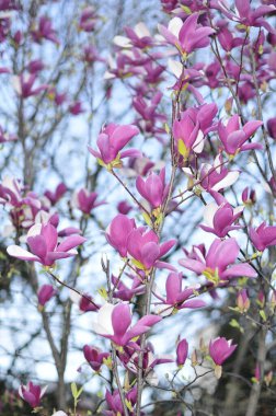 Magnolia eski bir cinstir. Arıların önünde beliren çiçeklerin böceklerin tozlaşmasını teşvik etmek için evrimleştiğine inanılır. Tozlaşan böceklerden zarar görmemek için manolyalar son derece serttir.