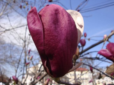 Magnolia eski bir cinstir. Arıların önünde beliren çiçeklerin böceklerin tozlaşmasını teşvik etmek için evrimleştiğine inanılır. Tozlaşan böceklerden zarar görmemek için manolyalar son derece serttir.