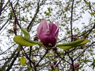 Magnolia eski bir cinstir. Arıların önünde beliren çiçeklerin böceklerin tozlaşmasını teşvik etmek için evrimleştiğine inanılır. Tozlaşan böceklerden zarar görmemek için manolyalar son derece serttir.
