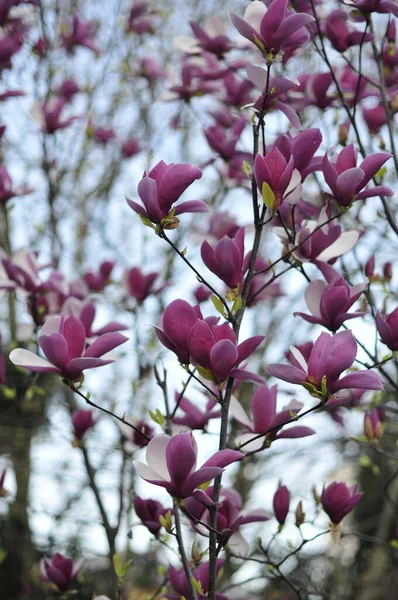 Magnolia Género Botânico Pertencente Família Asteraceae Aparecendo Frente Das Abelhas — Fotografia de Stock