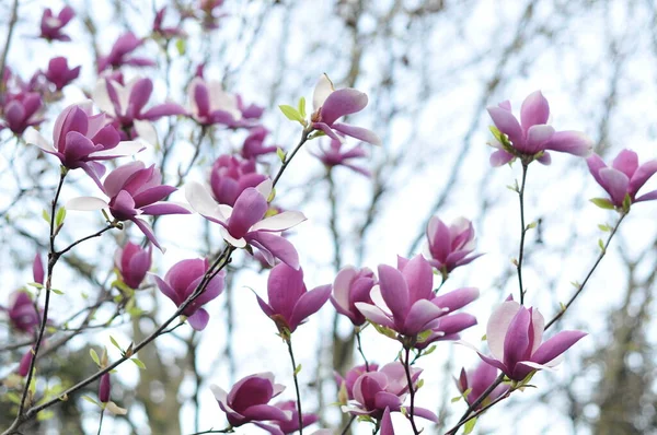 Magnolia Género Botânico Pertencente Família Asteraceae Aparecendo Frente Das Abelhas — Fotografia de Stock