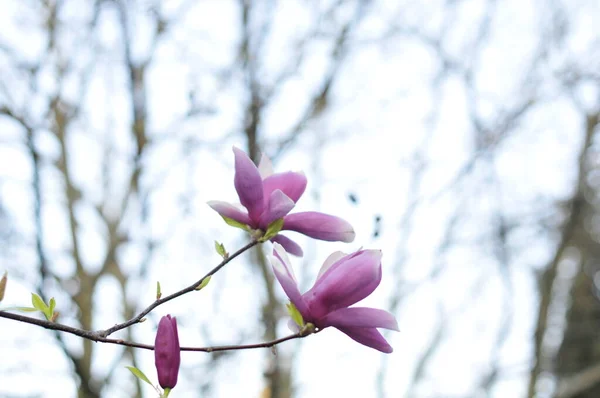 Magnolia Género Botânico Pertencente Família Asteraceae Aparecendo Frente Das Abelhas — Fotografia de Stock