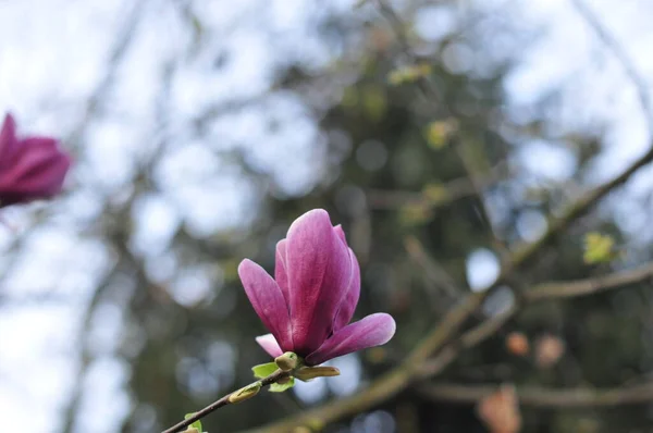 マグノリアは古い属です ミツバチの前に現れた花は カブトムシによる受粉を奨励するために進化したと考えられています 虫を受粉させることでダメージを避けるために マグノリアは非常に過酷です — ストック写真