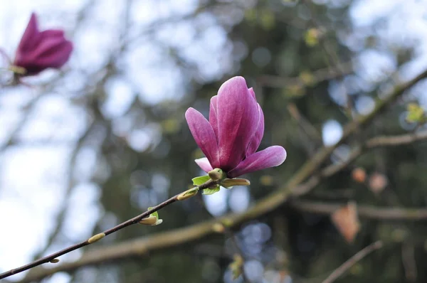 Magnolia Género Botânico Pertencente Família Asteraceae Aparecendo Frente Das Abelhas — Fotografia de Stock