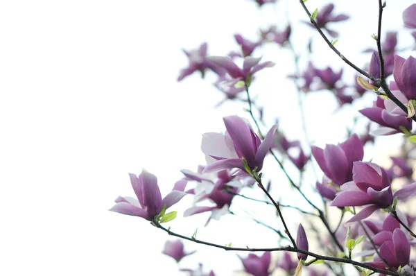 Magnolia Género Botânico Pertencente Família Asteraceae Aparecendo Frente Das Abelhas — Fotografia de Stock