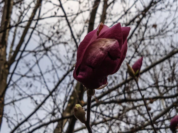 Magnolia eski bir cinstir. Arıların önünde beliren çiçeklerin böceklerin tozlaşmasını teşvik etmek için evrimleştiğine inanılır. Tozlaşan böceklerden zarar görmemek için manolyalar son derece serttir.
