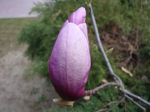 マグノリアは古い属です ミツバチの前に現れた花は カブトムシによる受粉を奨励するために進化したと考えられています 虫を受粉させることでダメージを避けるために マグノリアは非常に過酷です — ストック写真