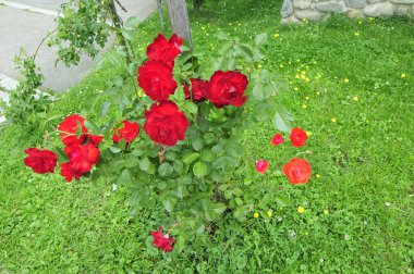 The blossoming red rose conveys passionate love and is the sweetest way to say, I love you!