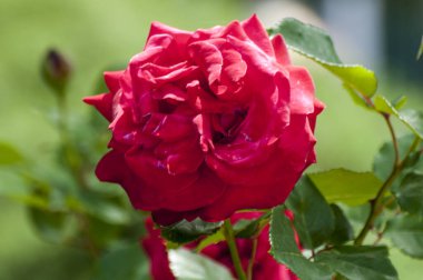 The blossoming red rose conveys passionate love and is the sweetest way to say, I love you!