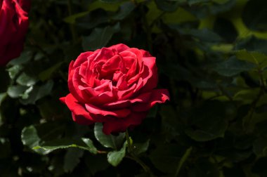 The blossoming red rose conveys passionate love and is the sweetest way to say, I love you!