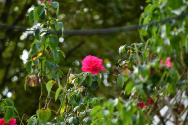 The blossoming red rose conveys passionate love and is the sweetest way to say, I love you!