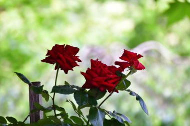 The blossoming red rose conveys passionate love and is the sweetest way to say, I love you!
