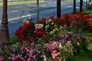 The blossoming red rose conveys passionate love and is the sweetest way to say, I love you!