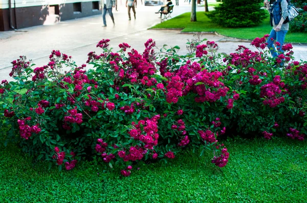 花を咲かせる赤いバラは情熱的な愛を伝え 私はあなたを愛しています — ストック写真