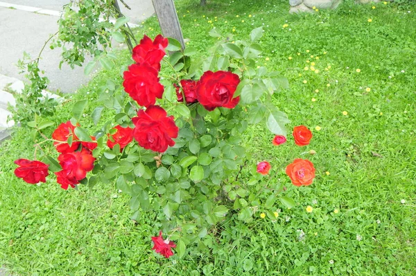 Blossoming Red Rose Conveys Passionate Love Sweetest Way Say Love — Photo