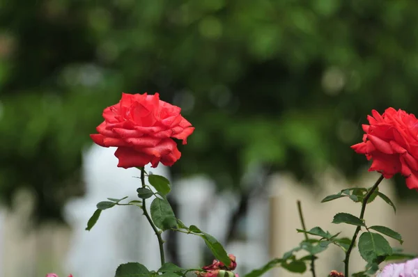 Blossoming Red Rose Conveys Passionate Love Sweetest Way Say Love — Stockfoto