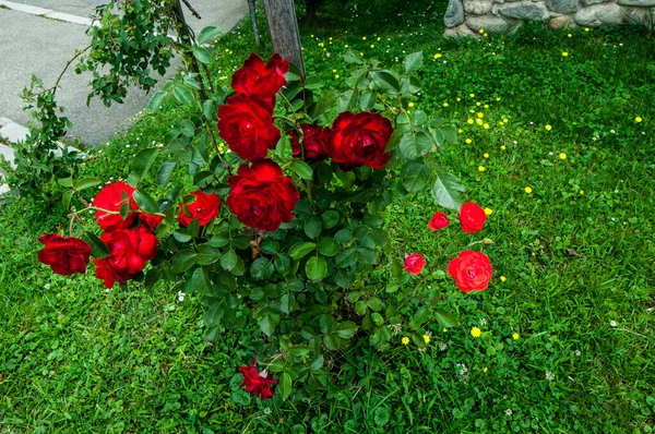 Blossoming Red Rose Conveys Passionate Love Sweetest Way Say Love — стоковое фото