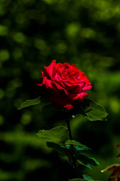 Blossoming Red Rose Conveys Passionate Love Sweetest Way Say Love — Stock fotografie