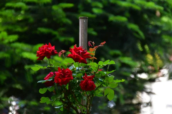 Blossoming Red Rose Conveys Passionate Love Sweetest Way Say Love — Foto Stock