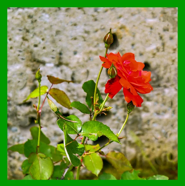 Blossoming Red Rose Conveys Passionate Love Sweetest Way Say Love — Stock Fotó