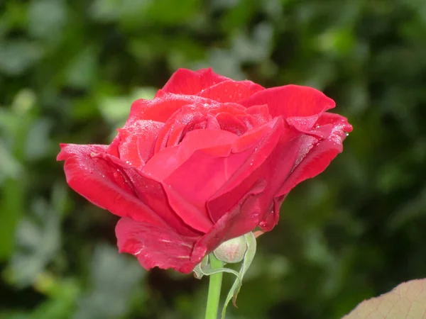 Ανθισμένο Κόκκινο Τριαντάφυλλο Εκφράζει Παθιασμένη Αγάπη Και Είναι Πιο Γλυκός — Φωτογραφία Αρχείου