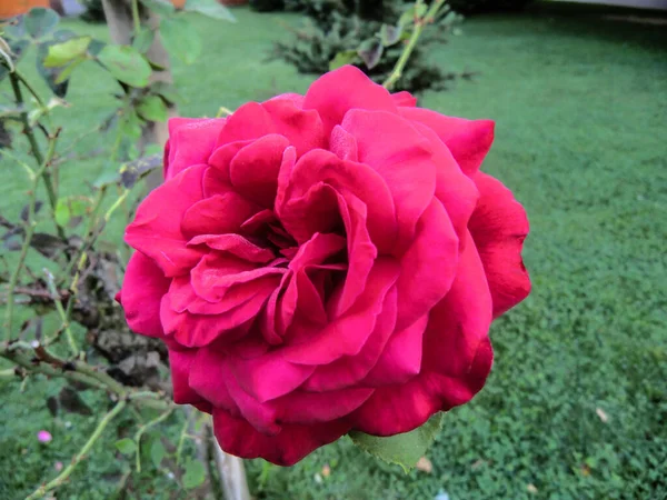 Blossoming Red Rose Conveys Passionate Love Sweetest Way Say Love — 图库照片