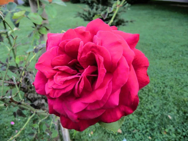 Blossoming Red Rose Conveys Passionate Love Sweetest Way Say Love — Fotografia de Stock