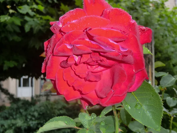 Blossoming Red Rose Conveys Passionate Love Sweetest Way Say Love — стоковое фото