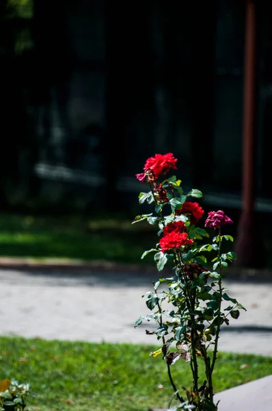 Blossoming Red Rose Conveys Passionate Love Sweetest Way Say Love — Stock fotografie