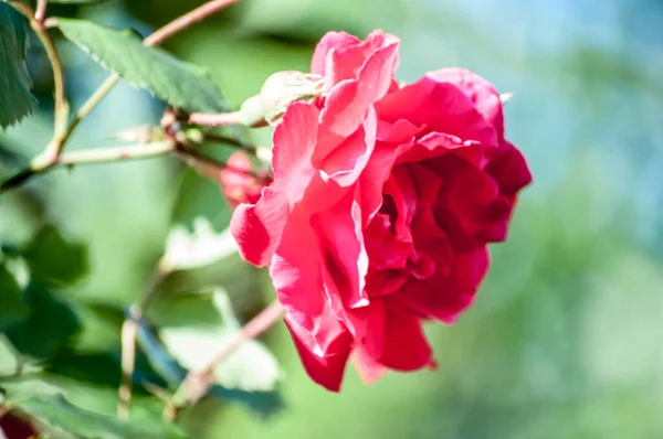 Blossoming Red Rose Conveys Passionate Love Sweetest Way Say Love — Zdjęcie stockowe