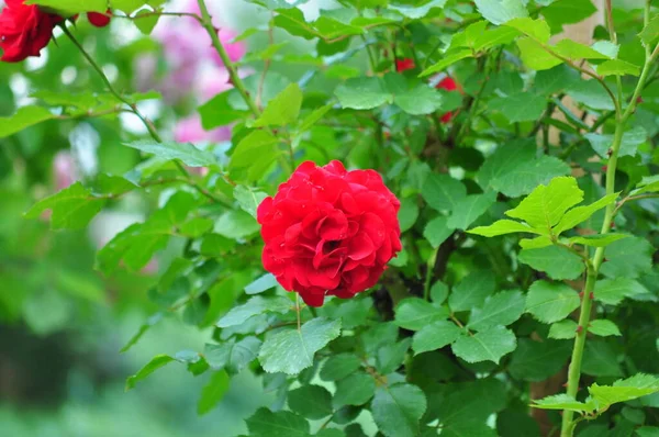 Blossoming Red Rose Conveys Passionate Love Sweetest Way Say Love — Stok fotoğraf