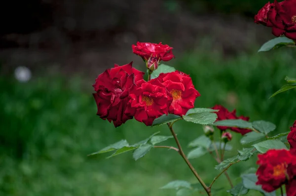 Ανθισμένο Κόκκινο Τριαντάφυλλο Εκφράζει Παθιασμένη Αγάπη Και Είναι Πιο Γλυκός — Φωτογραφία Αρχείου