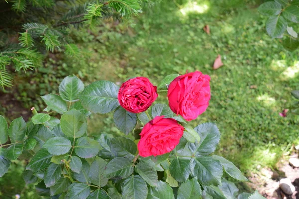 Blossoming Red Rose Conveys Passionate Love Sweetest Way Say Love — Stock Fotó