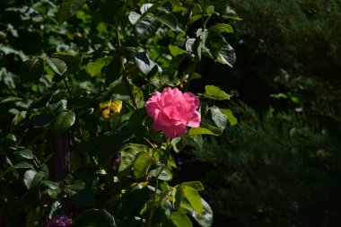 The blossoming red rose conveys passionate love and is the sweetest way to say, I love you!