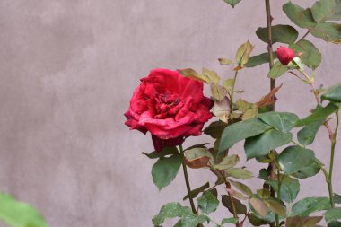 The blossoming red rose conveys passionate love and is the sweetest way to say, I love you!