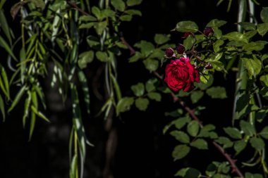 The blossoming red rose conveys passionate love and is the sweetest way to say, I love you!