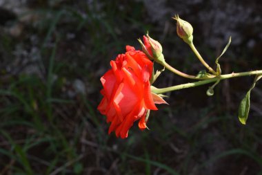 The blossoming red rose conveys passionate love and is the sweetest way to say, I love you!