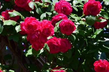 The blossoming red rose conveys passionate love and is the sweetest way to say, I love you!