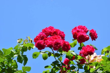 The blossoming red rose conveys passionate love and is the sweetest way to say, I love you!