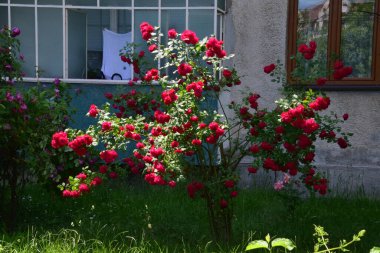 The blossoming red rose conveys passionate love and is the sweetest way to say, I love you!