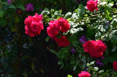 The blossoming red rose conveys passionate love and is the sweetest way to say, I love you!