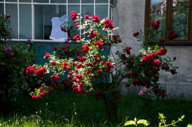 The blossoming red rose conveys passionate love and is the sweetest way to say, I love you!