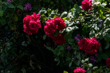 The blossoming red rose conveys passionate love and is the sweetest way to say, I love you!