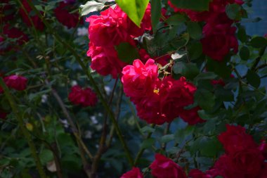 The blossoming red rose conveys passionate love and is the sweetest way to say, I love you!