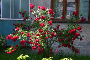 The blossoming red rose conveys passionate love and is the sweetest way to say, I love you!