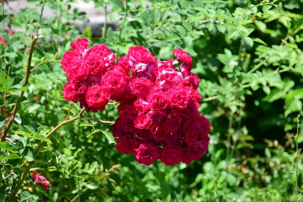 Blossoming Red Rose Conveys Passionate Love Sweetest Way Say Love — Foto Stock