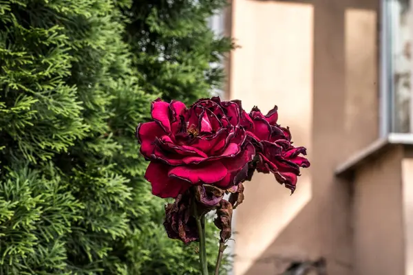 Blossoming Red Rose Conveys Passionate Love Sweetest Way Say Love — Stock Photo, Image