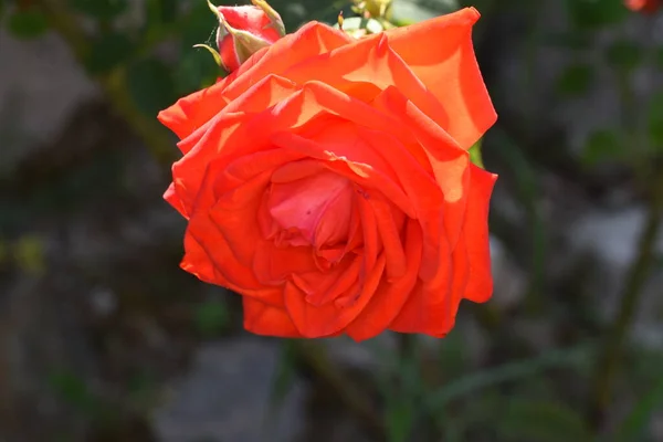 Blossoming Red Rose Conveys Passionate Love Sweetest Way Say Love — ストック写真